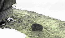Wombat  grazing at Illawong