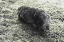 Baby Wombat in its Mother’s Pouch